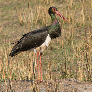 Bandhavgarh - Black stork